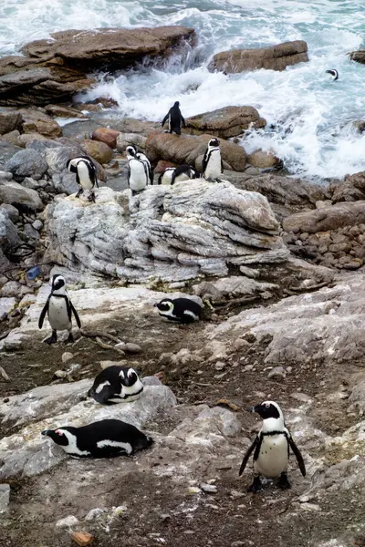 African Penguin Colony View — Stock Photo, Image