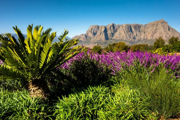 Dağları olan Stellenbosch Güney Afrika