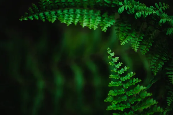 Деталі Свіжої Флори Зелене Листя Папороті — стокове фото