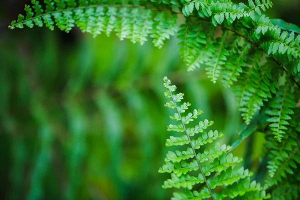Деталі Свіжої Флори Зелене Листя Папороті — стокове фото