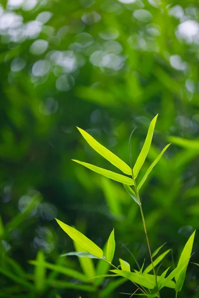 Рослини Яскраво Зеленим Листям Ростуть Надворі Саду Вигляд Деталі — стокове фото