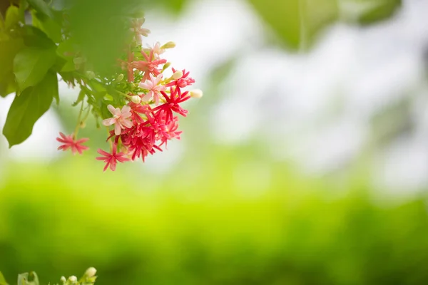 Bliska Widok Piękne Kwiaty Kwitnące — Zdjęcie stockowe