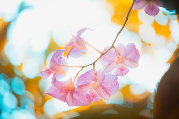 Bloeiende Violette Orchidee Bloemen Paarse Bloemblaadjes — Stockfoto