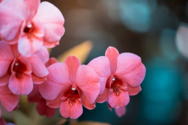 Kvetoucí Fialové Orchideje Fialové Okvětní Lístky — Stock fotografie
