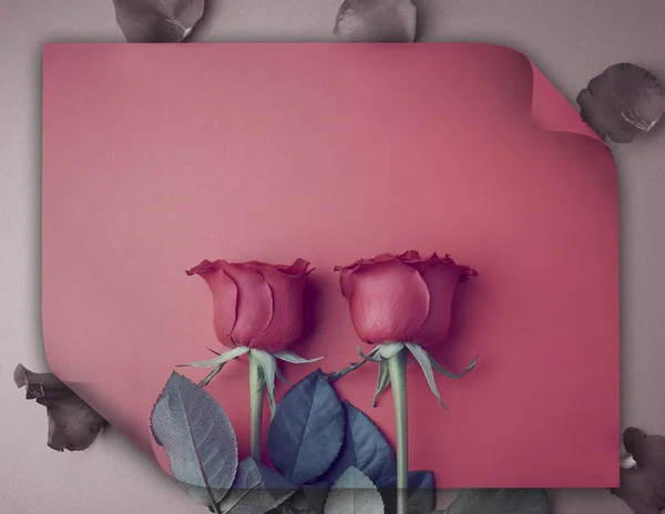 Rose Valentine Day — Stock Photo, Image