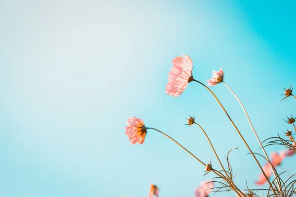 Schöne Blühende Blumen Sommerzeit Konzept — Stockfoto