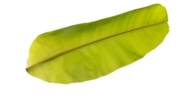 Textur Von Bananenblättern Aus Nächster Nähe — Stockfoto