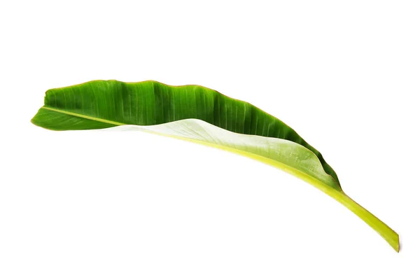 Textur Von Bananenblättern Aus Nächster Nähe — Stockfoto