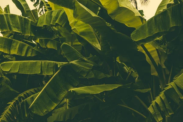 Ζούγκλα Από Τροπικά Φύλλα Μπανάνας — Φωτογραφία Αρχείου