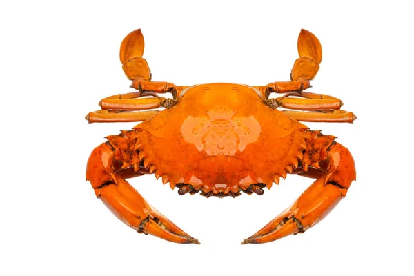 Sea Crab White — Stock Photo, Image
