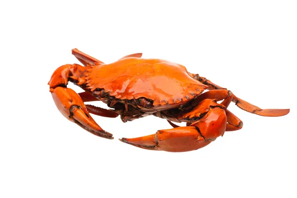 Sea Crab White — Stockfoto