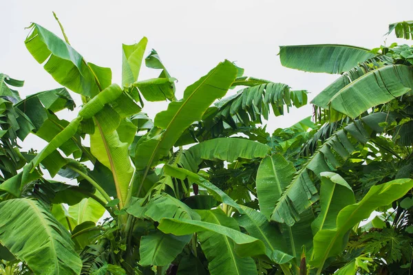 Krajobraz Dojrzewających Drzew Bananowych Tło Natury — Zdjęcie stockowe
