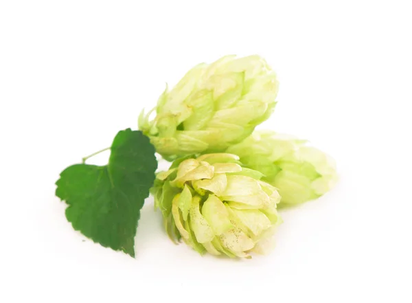 Green Hop Cones Isolated White Brewing Natural Beer Production — Stockfoto