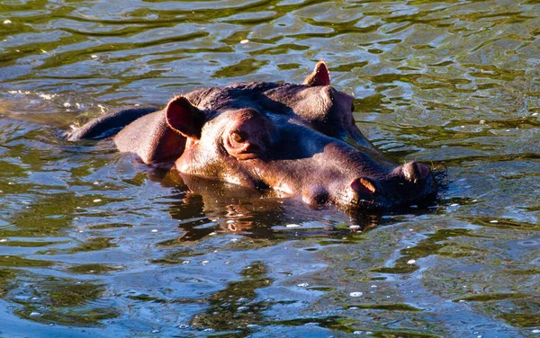 Single Hippo Water Watching — Photo
