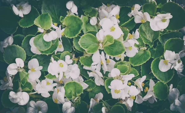 Weiße Blumen Auf Dem Beet Garten — Stockfoto