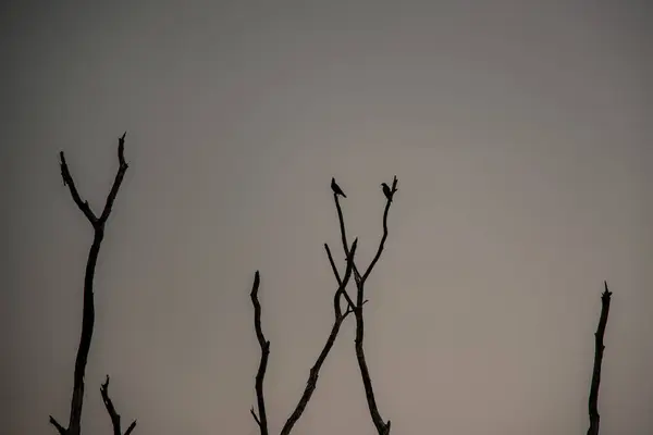 黄昏时带着天空背景的枯树 — 图库照片
