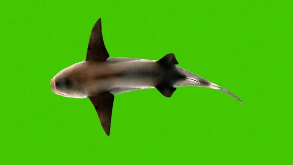 Shark Swimming Underwater Bottom View Rendering — Stock Photo, Image