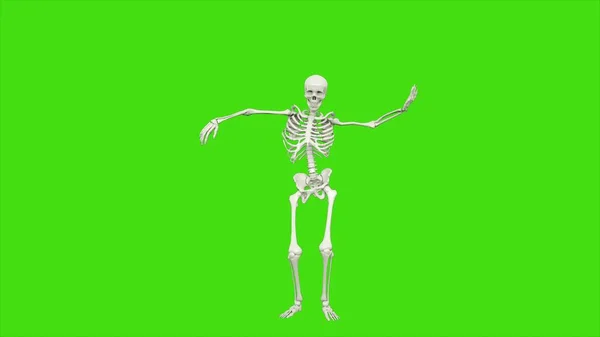 緑色の画面上で踊る骸骨 レンダリング — ストック写真