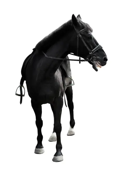 Black Horse Halter Rope Isolate White — Stock Photo, Image