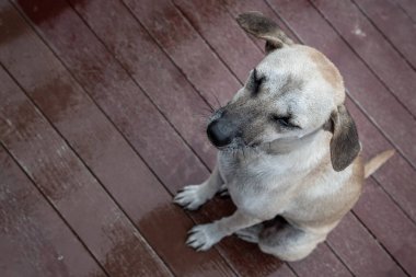 Yağmurlu bir günde, bir ağaç köprüsünde bataklıkların üzerinde duran bir köpek..