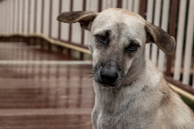 Yağmurlu bir günde, bir ağaç köprüsünde bataklıkların üzerinde duran bir köpek..
