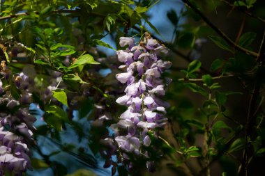 Güzel çiçeklerin güzel manzarasını kapat.