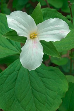 Bahçede büyüyen güzel çiçekler