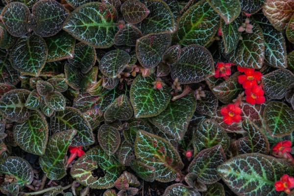 Čerstvé Vícebarevné Listy Episcia Cupreata Ohnivě Fialové Listy Rostou Tropické — Stock fotografie