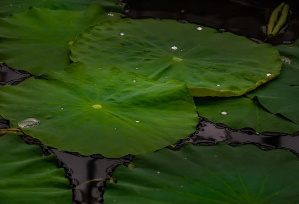 Lotusblätter Mit Wassertropfen Nelumbo Chawan Basu Orientalischer Garten — Stockfoto