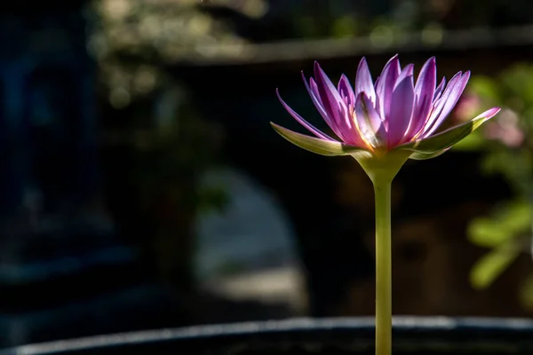 Lotus Flower Blooms Pond Green Leaves Back Light Purple Lotus — Stock Photo, Image