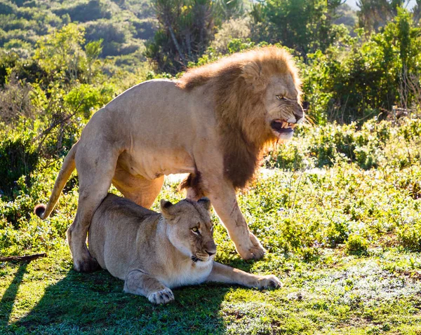 Young Challenger Pride Making Clear Lioness — Stock Photo, Image