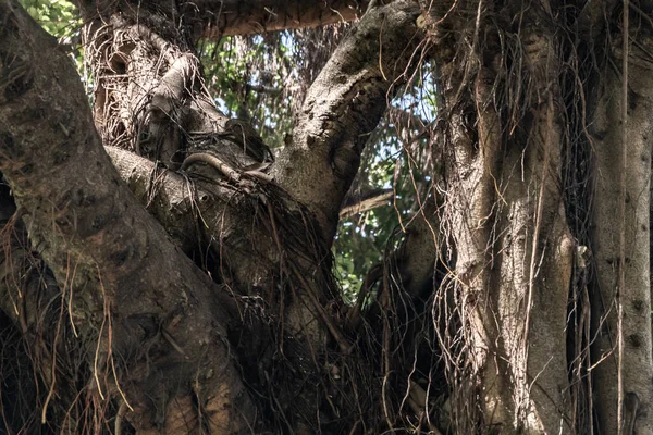 Banyan Tree Ficus Benjamina Large Old Grown Park Kown Weepig — Foto Stock