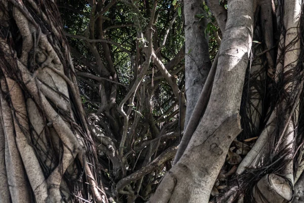 Banyan Tree Ficus Benjamina Large Old Grown Park Kown Weepig — 图库照片