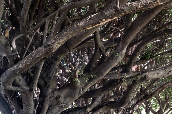 Banyan Tree Ficus Benjamina Large Old Grown Park Kown Weepig — Stok fotoğraf