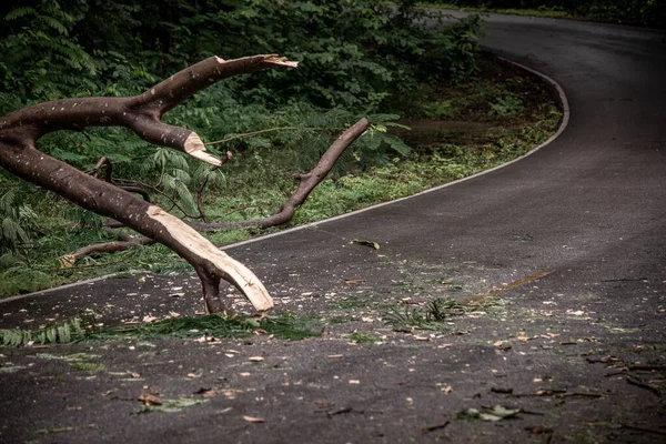 Falling Tree Debris Block Road Forest Rain Storm — Stock Photo, Image