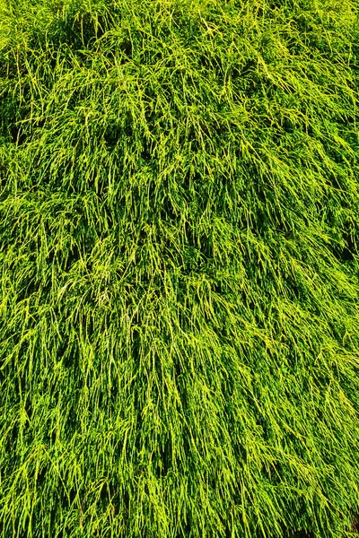 Green Leaves Thuja Growing Green Leaves Texture Background — Stock Photo, Image