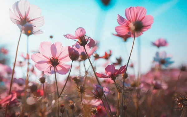 Beautiful Blooming Flowers Summer Time — Stock Photo, Image