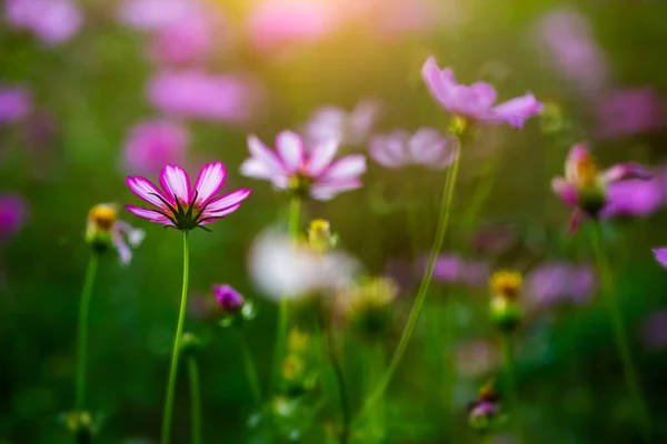 Vackra Blommande Blommor Sommartid — Stockfoto