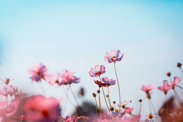 Hermosas Flores Florecientes Concepto Horario Verano — Foto de Stock