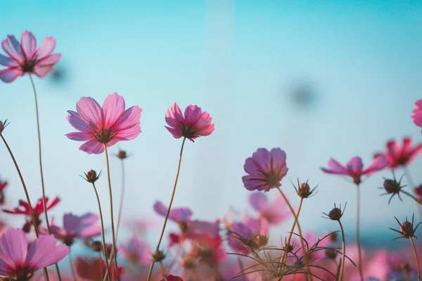 美しい花を咲かせ 夏時間の概念 — ストック写真