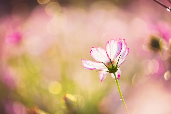 Vackra Rosa Kosmos Blommor Sommar Koncept — Stockfoto
