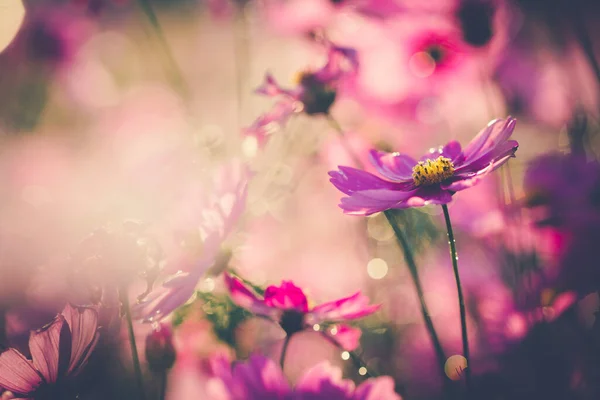 Hermosas Flores Florecientes Hora Verano —  Fotos de Stock