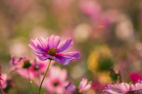 Belles Fleurs Fleurs Concept Heure Été — Photo