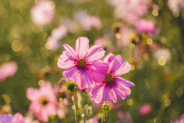 Flores Florescendo Bonitas Hora Verão — Fotografia de Stock