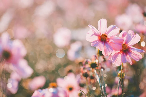 Hermosas Flores Florecientes Concepto Horario Verano —  Fotos de Stock