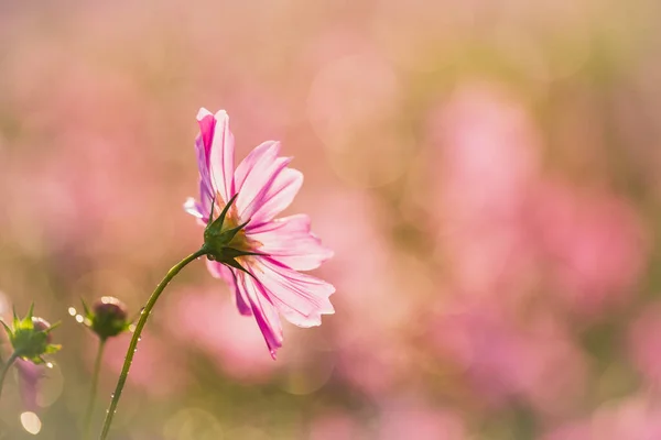 Hermoso Cosmos Rosa Flores Concepto Verano —  Fotos de Stock