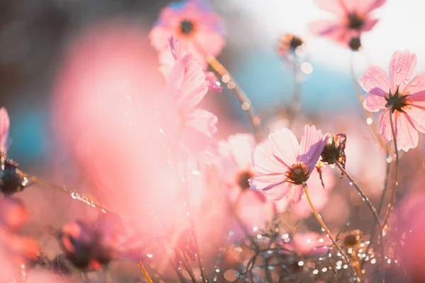 Schöne Blühende Blumen Sommerzeit — Stockfoto