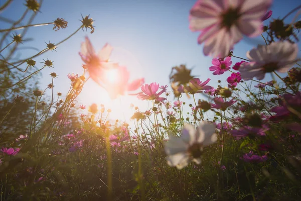 Flores Florescendo Bonitas Conceito Hora Verão — Fotografia de Stock