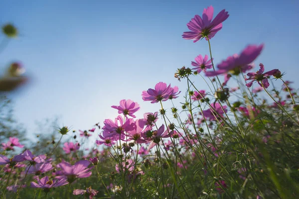 Indah Mekar Bunga Konsep Waktu Musim Panas — Stok Foto