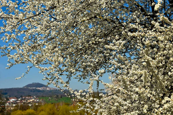 Дикая Мирабель Цветет Весной Знаменитым Немецким Холмом Гогенштауфен — стоковое фото